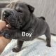 Chinese Shar Pei Puppies for sale in 1122 Jordan Rd, Autryville, NC 28318, USA. price: $1,800