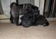 Chinese Shar Pei Puppies for sale in 1122 Jordan Rd, Autryville, NC 28318, USA. price: $900