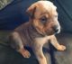 Chinese Shar Pei Puppies for sale in Dunnellon, FL, USA. price: $250