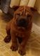 Chinese Shar Pei Puppies for sale in Dunnellon, FL, USA. price: $550