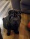 Chinese Shar Pei Puppies for sale in Weston, Oregon. price: NA