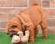 Chinese Shar Pei Puppies for sale in Shamong Township, New Jersey. price: $600