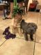 Chinese Shar Pei Puppies for sale in Delaware City, Delaware. price: $500