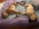 Chinese Shar Pei Puppies for sale in Parma Heights, Ohio. price: NA