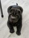 Chinese Shar Pei Puppies for sale in Pasadena, Maryland. price: $700