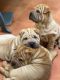 Chinese Shar Pei Puppies for sale in Oyster Bay, New South Wales. price: $1,900