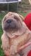 Chinese Shar Pei Puppies for sale in Springfield, MO, USA. price: NA