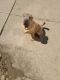 Chinese Shar Pei Puppies for sale in Parma, OH, USA. price: $650