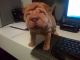 Chinese Shar Pei Puppies for sale in Atlanta, GA, USA. price: NA