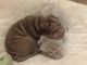 Chinese Shar Pei Puppies for sale in Charlotte, NC, USA. price: NA