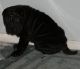 Chinese Shar Pei Puppies for sale in Flint, MI, USA. price: $500