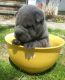 Chinese Shar Pei Puppies for sale in Cleveland, OH, USA. price: $1,200