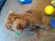 Chinese Shar Pei Puppies for sale in Danville, IN 46122, USA. price: $800
