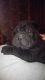 Chinese Shar Pei Puppies for sale in Paulding, OH 45879, USA. price: $700