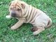 Chinese Shar Pei Puppies for sale in Fayetteville, NC, USA. price: NA