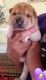 Chinese Shar Pei Puppies for sale in Cleveland, OH, USA. price: NA