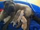 Chinese Shar Pei Puppies for sale in Louisville, KY, USA. price: NA