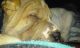 Chinese Shar Pei Puppies for sale in Milford, DE 19963, USA. price: $500