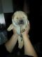 Chinese Shar Pei Puppies for sale in Dover, DE, USA. price: $900
