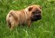 Chinese Shar Pei Puppies for sale in Prince George, VA, USA. price: NA
