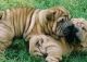 Chinese Shar Pei Puppies for sale in Killington, VT 05751, USA. price: NA