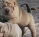 Chinese Shar Pei Puppies for sale in Jackson, MS, USA. price: NA