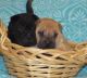 Chinese Shar Pei Puppies for sale in Fargo, ND, USA. price: $500