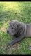 Chinese Shar Pei Puppies for sale in Fayetteville, NC, USA. price: NA