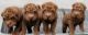 Chinese Shar Pei Puppies for sale in Rialto, CA, USA. price: NA