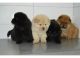 Chinese Shar Pei Puppies for sale in Honolulu, HI, USA. price: NA
