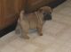 Chinese Shar Pei Puppies for sale in Peoria, AZ, USA. price: NA