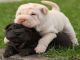 Chinese Shar Pei Puppies for sale in Jefferson City, MO, USA. price: NA