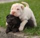 Chinese Shar Pei Puppies for sale in Carson City, NV, USA. price: NA