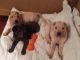 Chinese Shar Pei Puppies for sale in Baltimore, MD, USA. price: NA