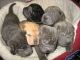 Chinese Shar Pei Puppies for sale in Concord, CA, USA. price: NA