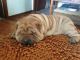 Chinese Shar Pei Puppies for sale in Berkeley, CA, USA. price: NA