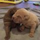 Chinese Shar Pei Puppies for sale in Indianapolis, IN, USA. price: $600