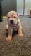 Chinese Shar Pei Puppies for sale in Clarksville, TN, USA. price: $400