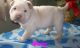 Chinese Shar Pei Puppies for sale in Jacksonville, FL, USA. price: NA