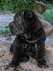 Chinese Shar Pei Puppies for sale in Los Altos Hills, CA, USA. price: NA