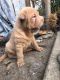Chinese Shar Pei Puppies for sale in Manchester, NH, USA. price: NA
