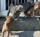 Chinese Shar Pei Puppies for sale in Phoenix, AZ, USA. price: $500