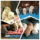 Chinese Shar Pei Puppies for sale in Henderson, NC 27537, USA. price: NA
