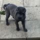 Chinese Shar Pei Puppies for sale in Joliet, IL, USA. price: NA