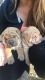 Chinese Shar Pei Puppies for sale in Cartersville, GA, USA. price: $600