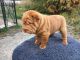 Chinese Shar Pei Puppies for sale in Alberta Ave, Staten Island, NY 10314, USA. price: $500