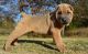Chinese Shar Pei Puppies for sale in Aliso Viejo, CA, USA. price: NA