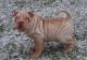 Chinese Shar Pei Puppies for sale in Banner Elk, NC 28604, USA. price: NA