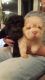 Chinese Shar Pei Puppies for sale in New York, NY, USA. price: NA