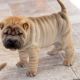 Chinese Shar Pei Puppies for sale in Campus Drive, Stanford, CA 94305, USA. price: NA